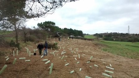 Tree planting 