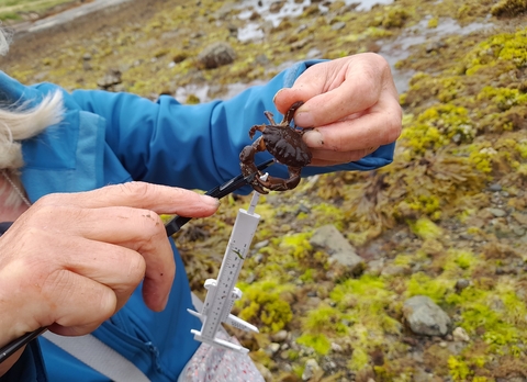 A furrowed crab pinned and held onto the ruler, so Lou had to use another one