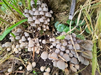 Fairy Inkcap - Credit: Niamh McDevitt