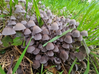 Fairy Inkcap (mature form) - Credit: Niamh McDevitt