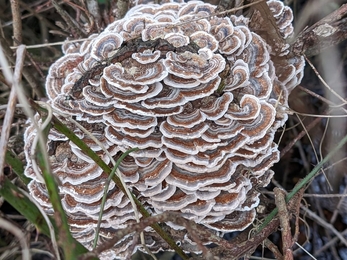 Turkey Tail - Credit Chloe Hayward