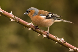 Chaffinch male