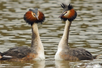 Great Crested Grebe