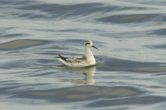 Red-necked Phalarope