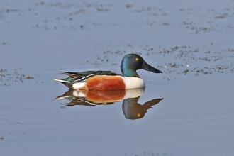 Shoveler