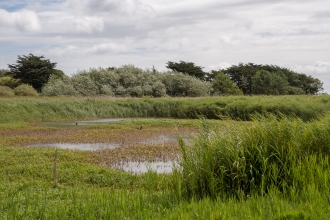 longis pond 