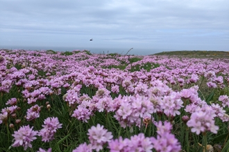 Thrift Landscape