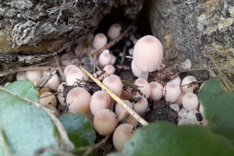 Fairy Inkcap - Credit: Thanh Doan