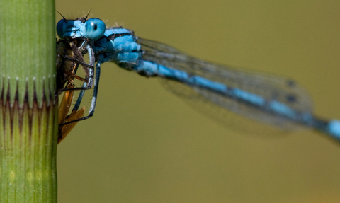 common blue damselfly 