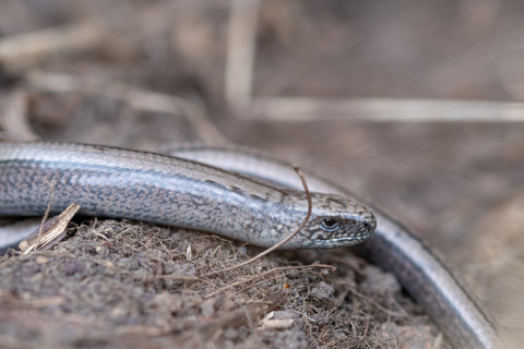 Reptiles | Alderney Wildlife Trust