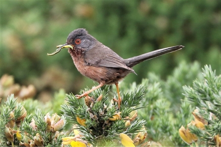 Dartford Warbler