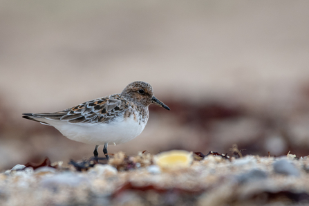 Dunlin