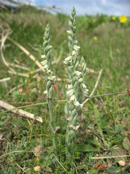 autumn lady's tresses