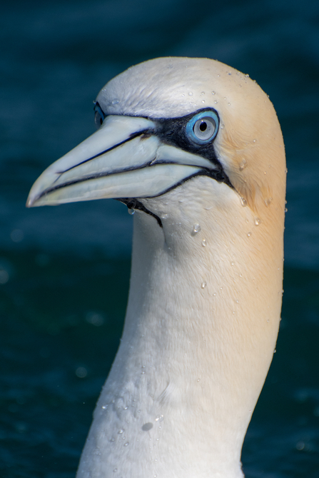 gannet