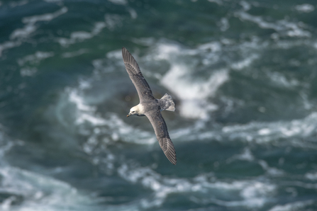 narthern fulmar