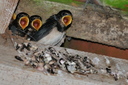 swallow chicks