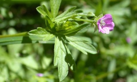 alderney geranium