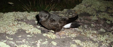 storm petrel