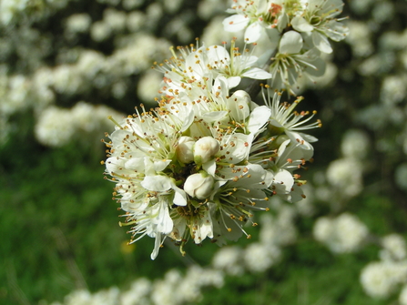 Blackthorn blossom