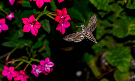 Convolvulous hawk moth