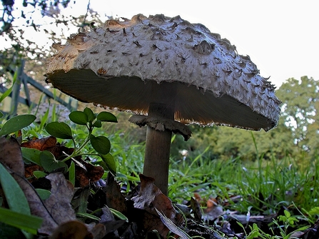 Parasol Mushroom