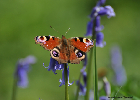 peacock butterfly