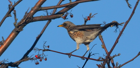 Fieldfare