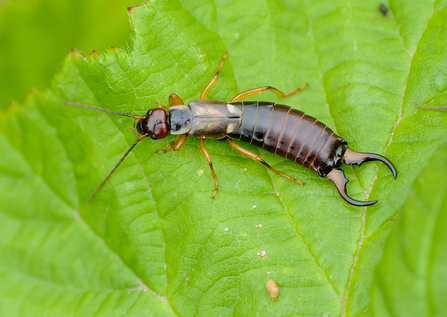 earwig