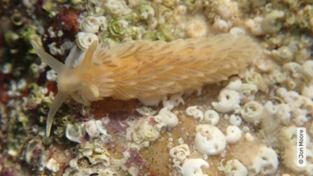 A sea slug in the group Aeolida