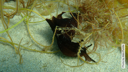 Sea Hare