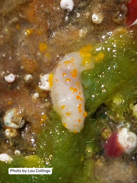 Orange Clubbed Sea Slug 