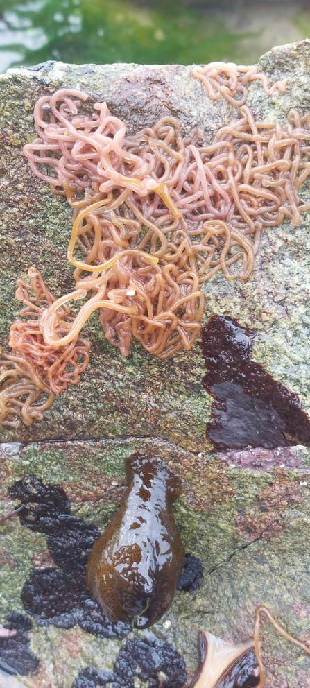 Sea Hare and its eggs