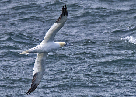 flying gannet