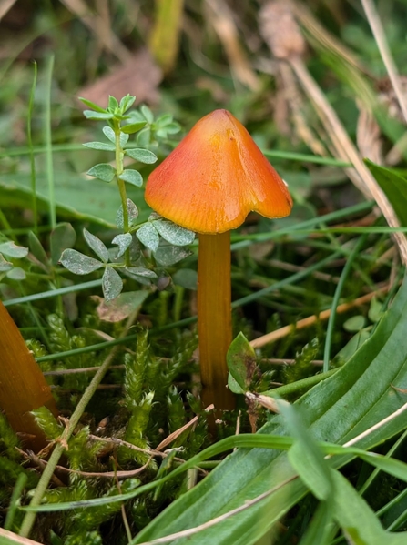 Blackening Waxcap - Credit Chloe Hayward