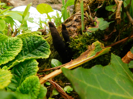 Dead Man's Fingers - Credit Chloe Hayward