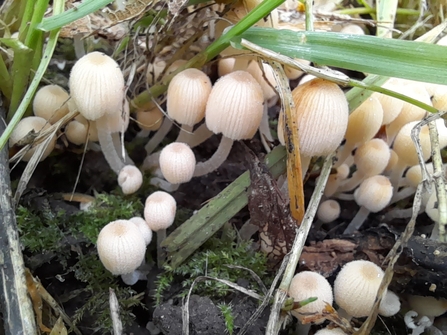 Fairy Inkcap - Cr Thanh Doan