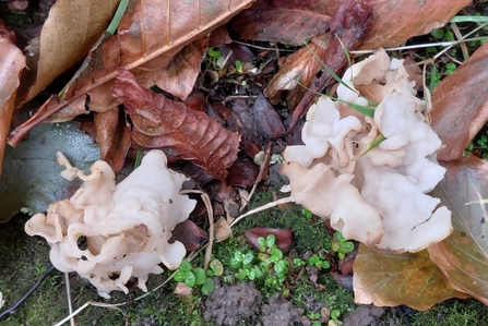 White Saddle (Helvella crispa) - Lou Collings