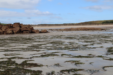 Eelgrass bed in Longis - Credit: Camille François