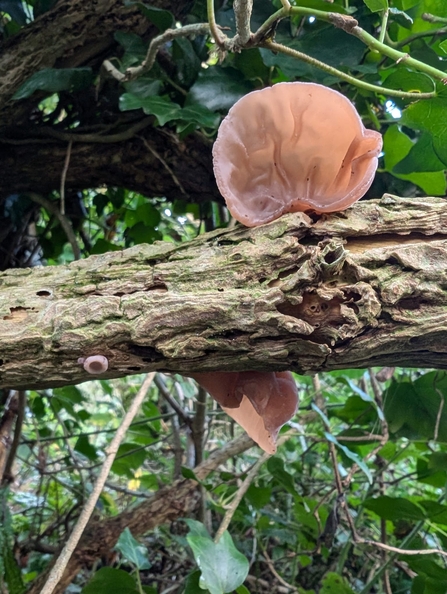 Jelly Ear - Credit: Chloe Hayward