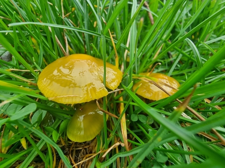 Parrot Waxcap - Credit Chloe Hayward