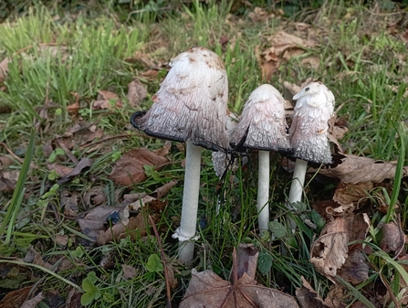 Shaggy Inkcap - Credit Thanh Doan