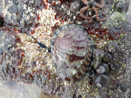 Why It Matters These surveys contribute to a detailed database of Alderney’s Green Ormer populations, including their growth rates and overall health. Green Ormers hold significant cultural importance in Alderney and play a vital role in the ecosystem. These gastropods help control seaweed growth and serve as a crucial food source for whelks and seabirds.