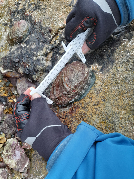 Measuring the length of an ormer