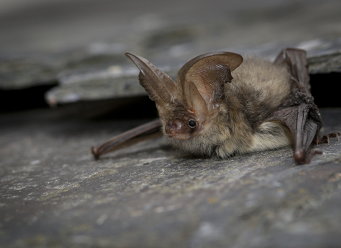 Brown long-eared bat