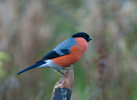 Bullfinch