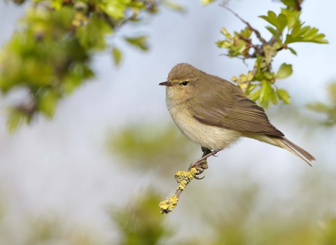 Chiffchaff