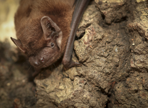 Noctule bat