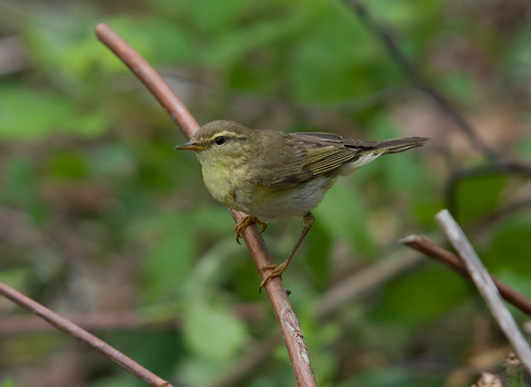 Willow warbler