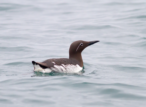 Bridled Common Guillemot