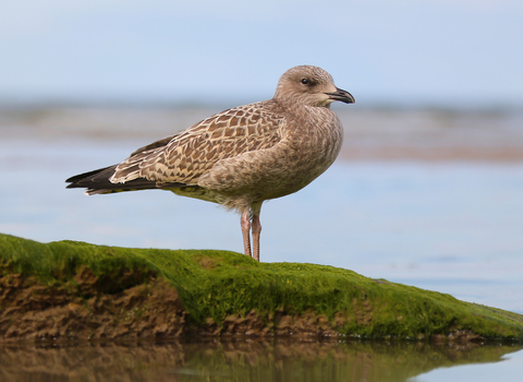 Herring Gull juvenile